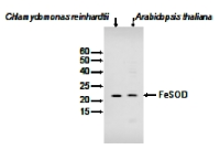 FeSOD | Chloroplastic Fe-dependent superoxide dismutase in the group Antibodies Plant/Algal / Environmental Stress / Plant Oxidative Stress at Agrisera AB (Antibodies for research) (AS06 125)